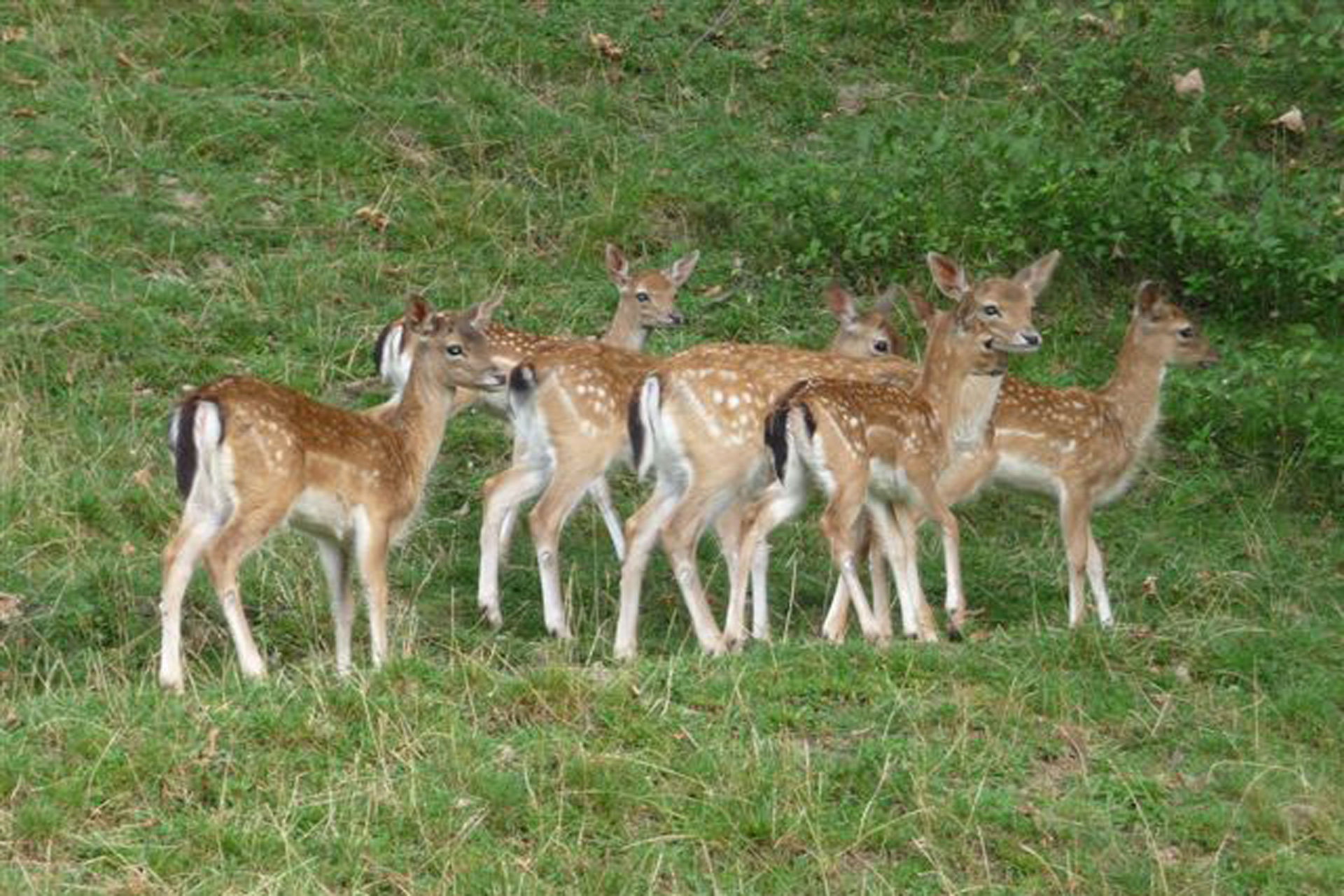 Jungtiere Tierpark Waidberg