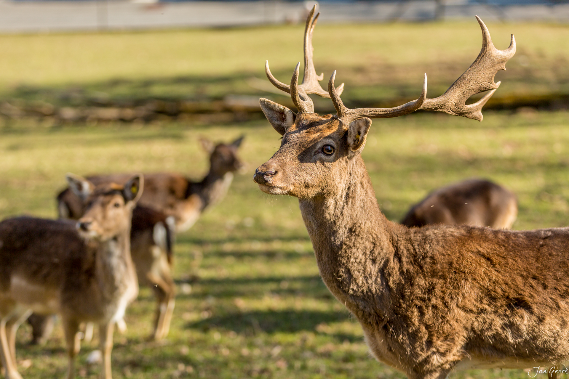 Junger Hirsch Tierpark Waidberg