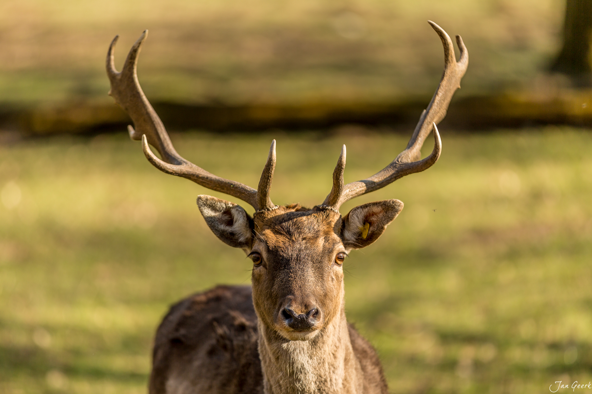 Junger Hirsch Tierpark Waidberg